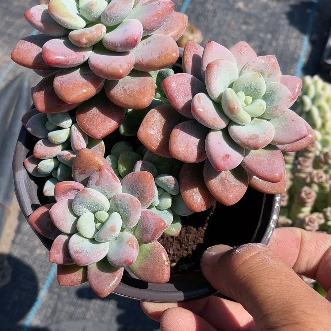指**生洛神福利带盆发货