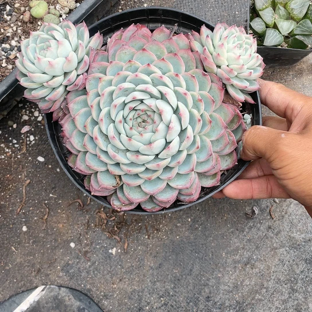 帅*超大粉水晶带盆发货
