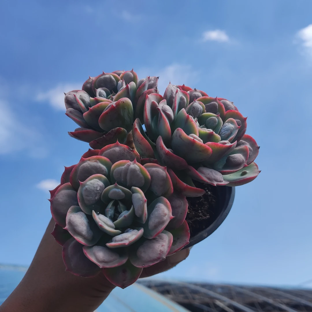 【只发新疆】雨滴小老桩三头整群 12厘米盆带盆发货满28包邮盆栽