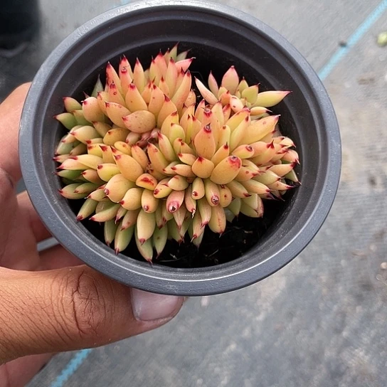 艾克魂缀化带盆发货