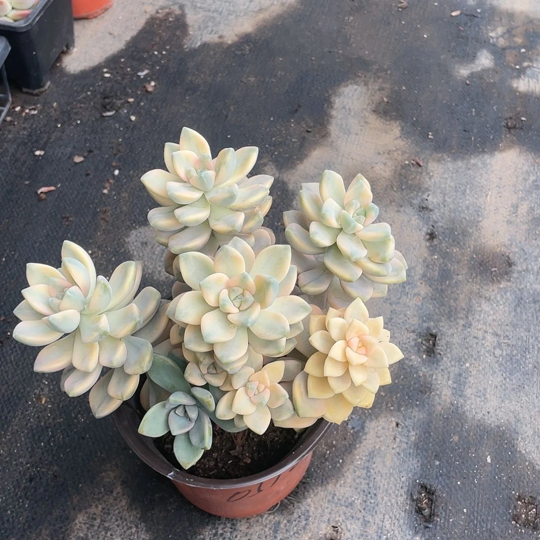 玲**洋美杏锦多肉带盆发货