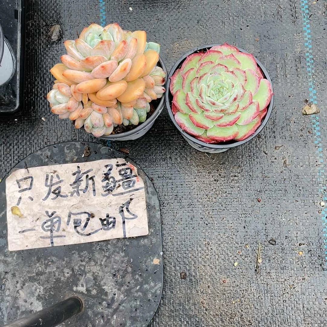 C****r冷香加可爱熊带盆发货