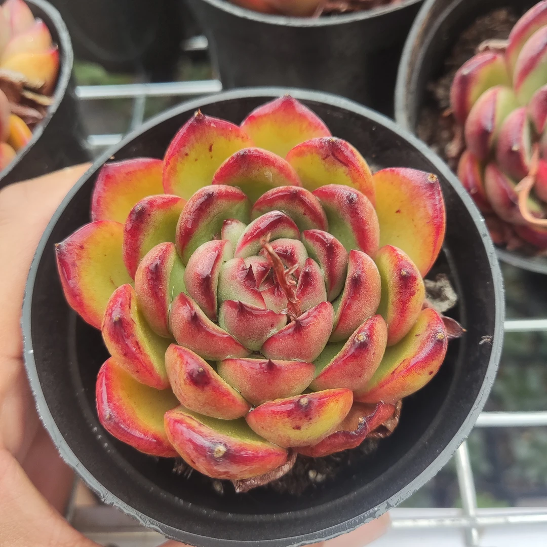 万宝路多肉植物  8厘米盆 超皮实品种