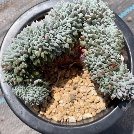 小蓝衣缀化带盆发货