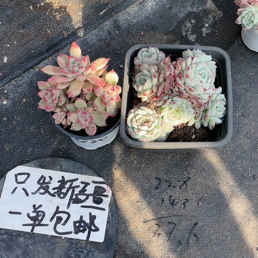 笑****油漆桶加天鹅绒