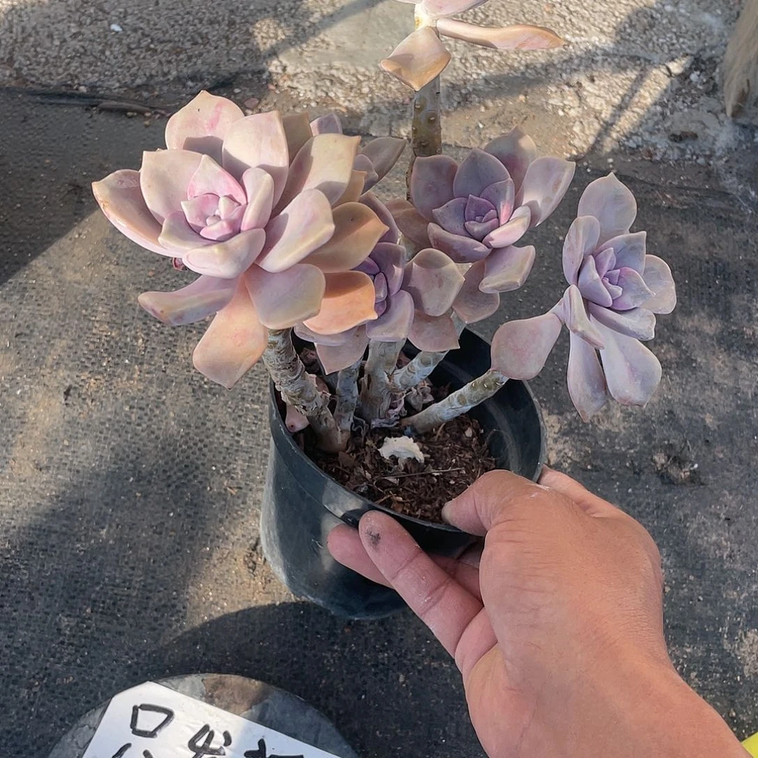 Y**g紫乐整群带盆发货