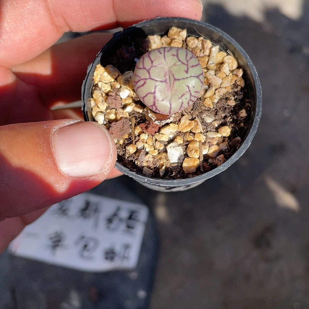 诺*?单头猴脸带盆发货