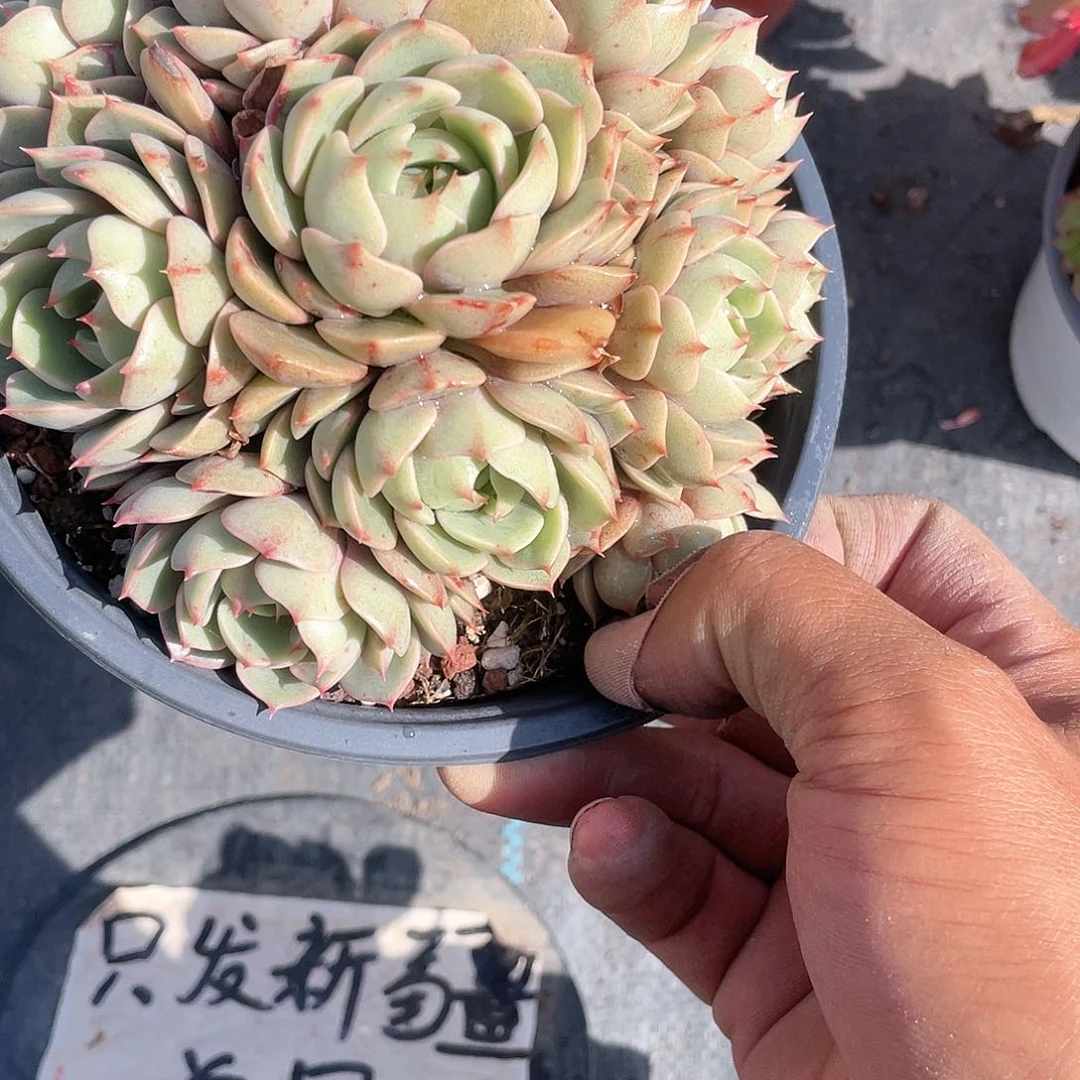 本吧迪斯带盆发货