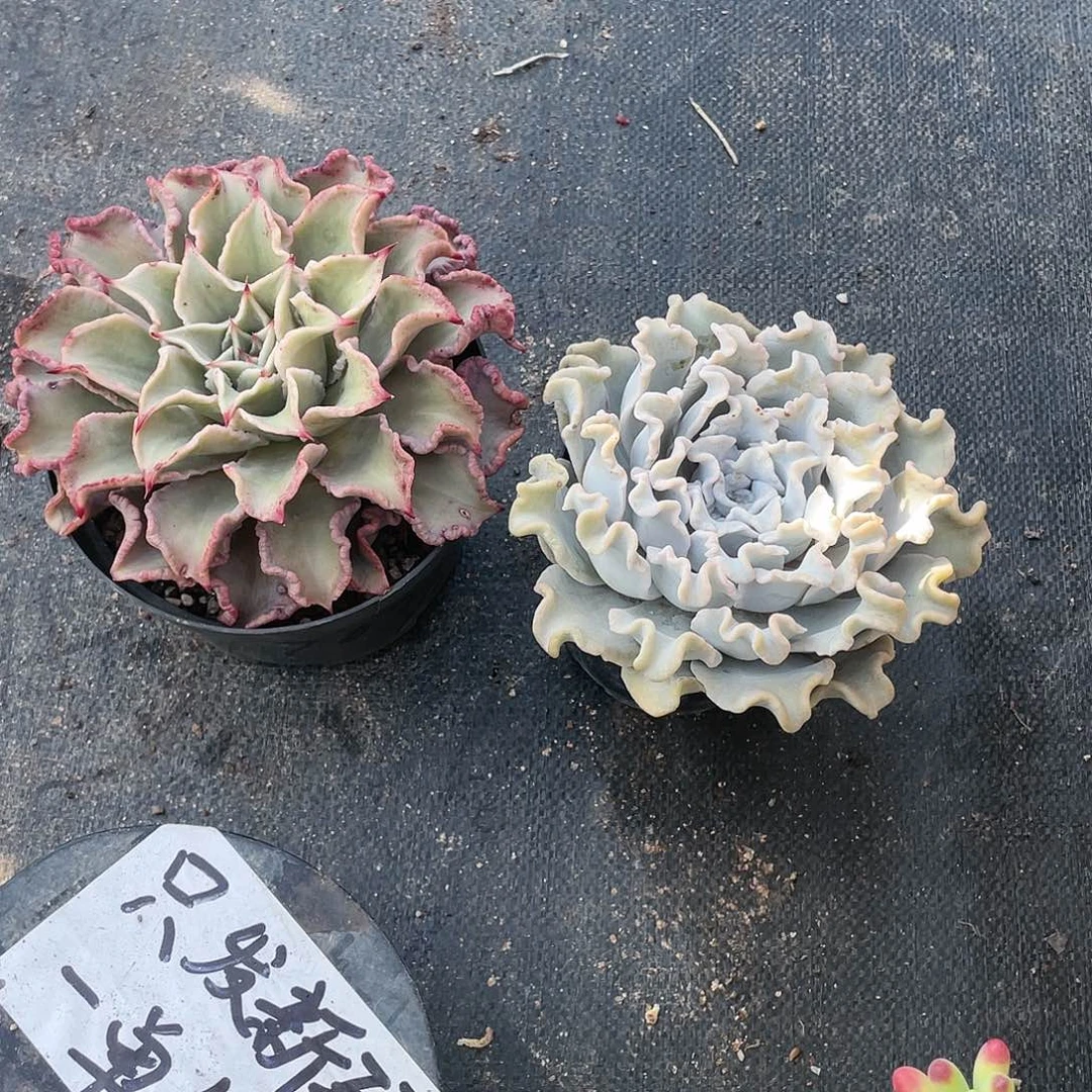 胖*红饺子皮加白饺子皮