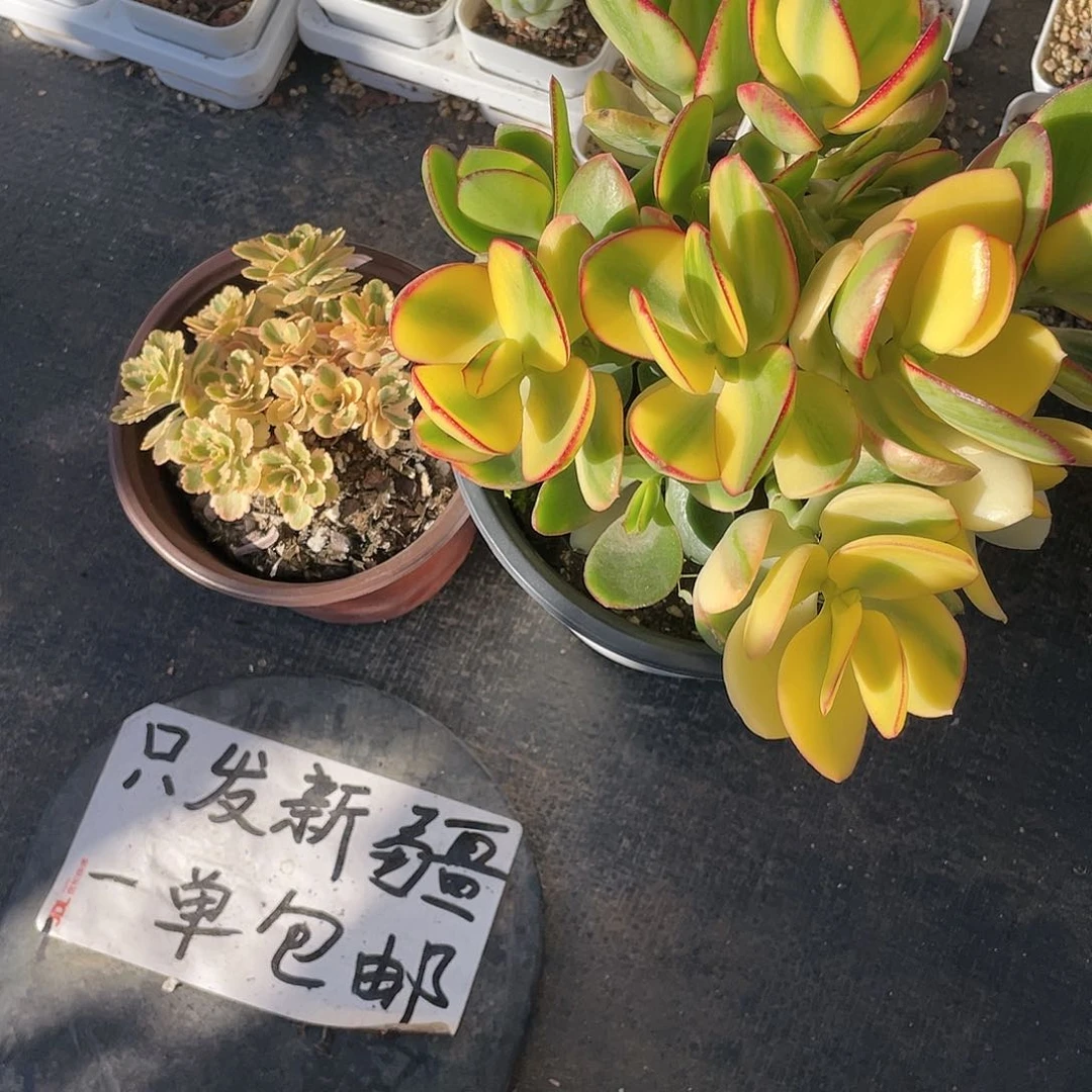 追*亚特兰蒂加黄金花月