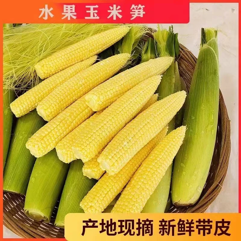 广西新鲜玉米笋玉米芯带须水果迷你小玉米鲜嫩脆甜2-9斤批发包邮