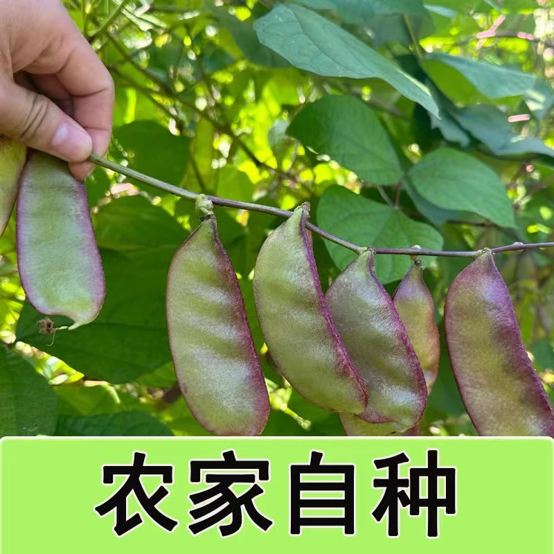 新鲜扁豆农家自种现摘现发四季紫扁豆猪耳朵蔬菜瓜果广西产地直发