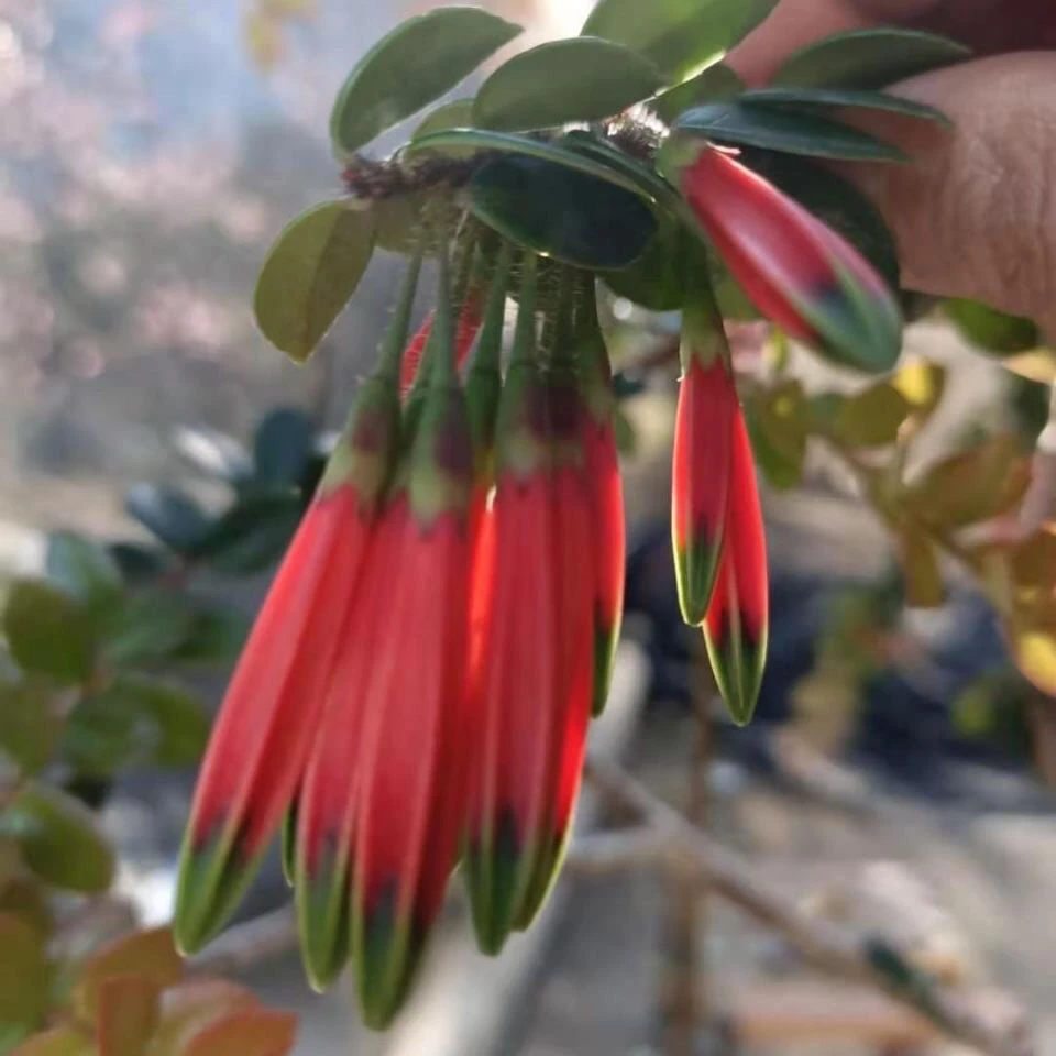 滇南迎春花满堂红