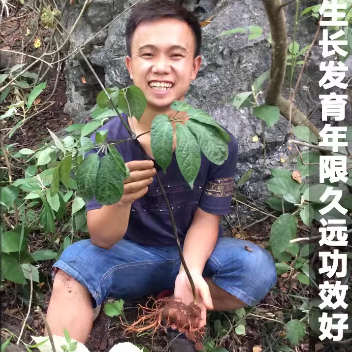 甘肃野山挖野生三七500克包邮新货无硫磺可磨粉