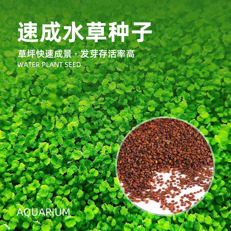 水草种子迷你小对叶草缸鱼缸前景草速成草坪种子水族箱造景矮牛毛