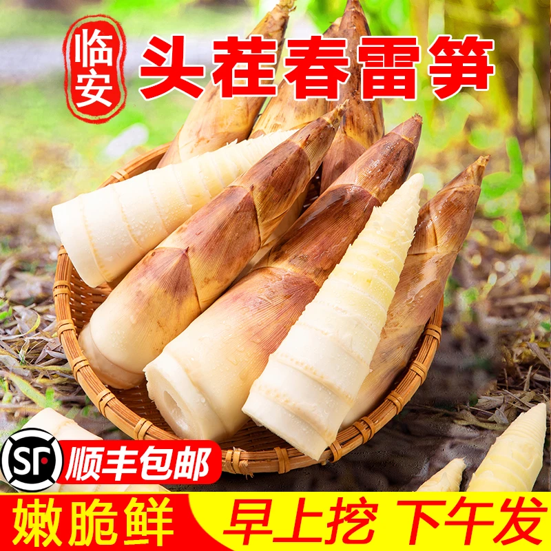 浙江临安现挖雷笋5斤带甜竹笋新鲜春笋3斤切根鲜嫩脆产地顺丰包邮
