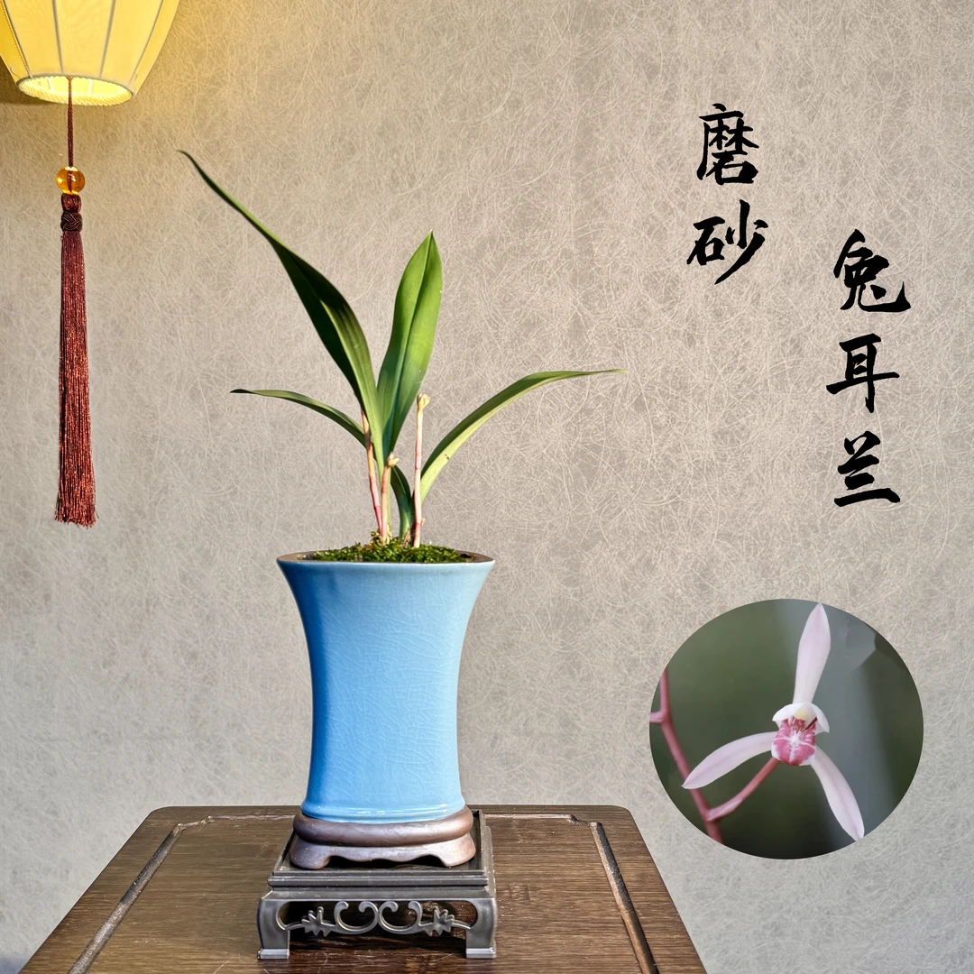 磨砂兔耳兰可爱带花苞3苗1花带盆底座好养易活室内绿植国兰精品