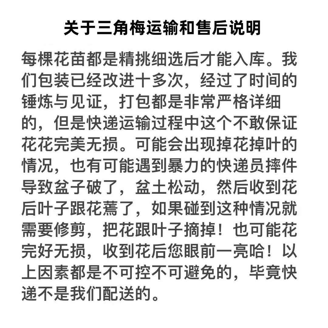三角梅一物一拍原盆原土云南基地直发介意掉花掉叶和换盆的不售后