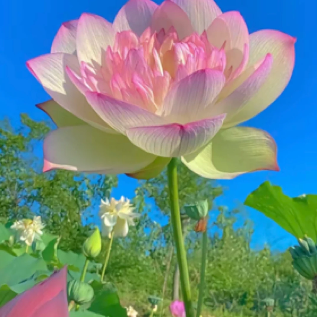 宝润土特产 临时1-半斤 非香菇