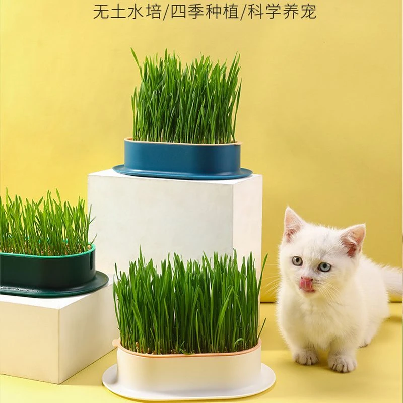 猫草小麦种子粒土培懒人成猫幼猫去毛球化毛零食水培健康猫咪用品