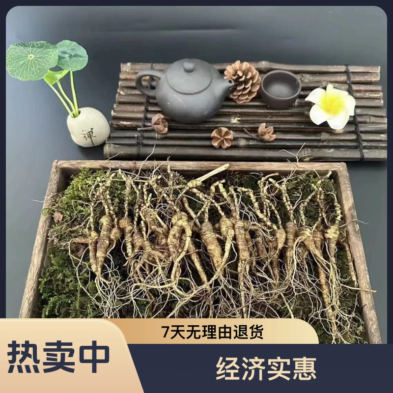 林下参新鲜高年份林下参籽，野播籽，（个别轻微断伤:)经济实惠