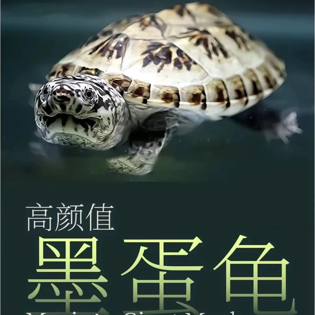 【墨西哥蛋龟】观赏龟苗宠物龟活体人工繁殖