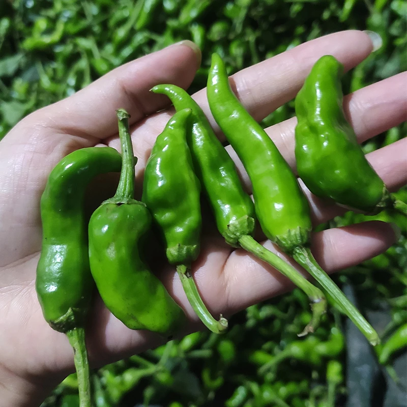 湖北农家土辣椒宝宝新鲜青椒微辣绿辣椒薄皮辣椒虎皮青椒露天种植