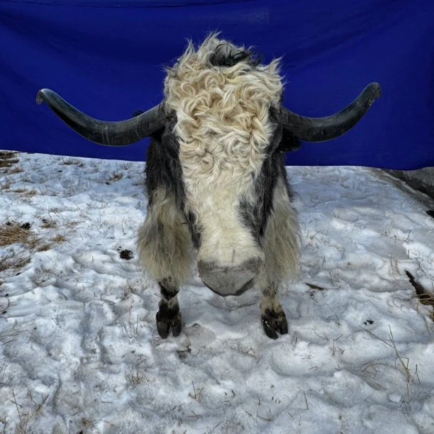 仿真牛皮模型 装饰 酒店设施 家具