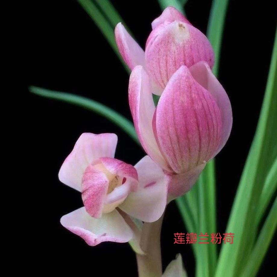 小黄车兰花一物一拍裸根裸根