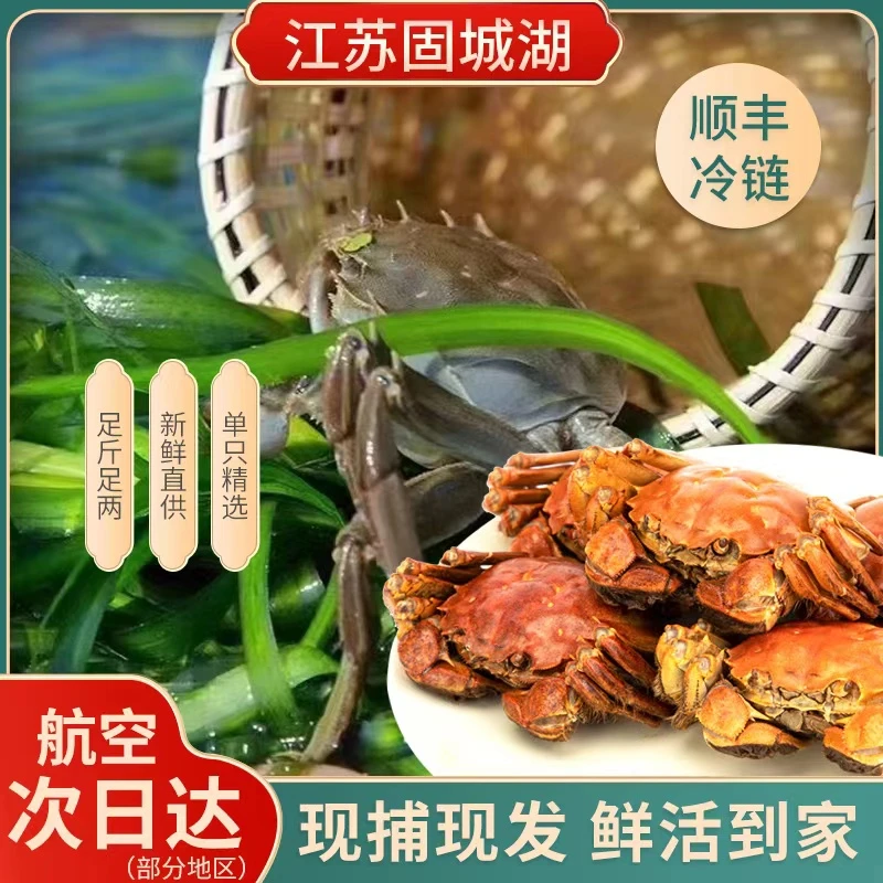 【活蟹现发】江苏大闸蟹全母大闸蟹2两母蟹 10只装精品固城湖大螃蟹