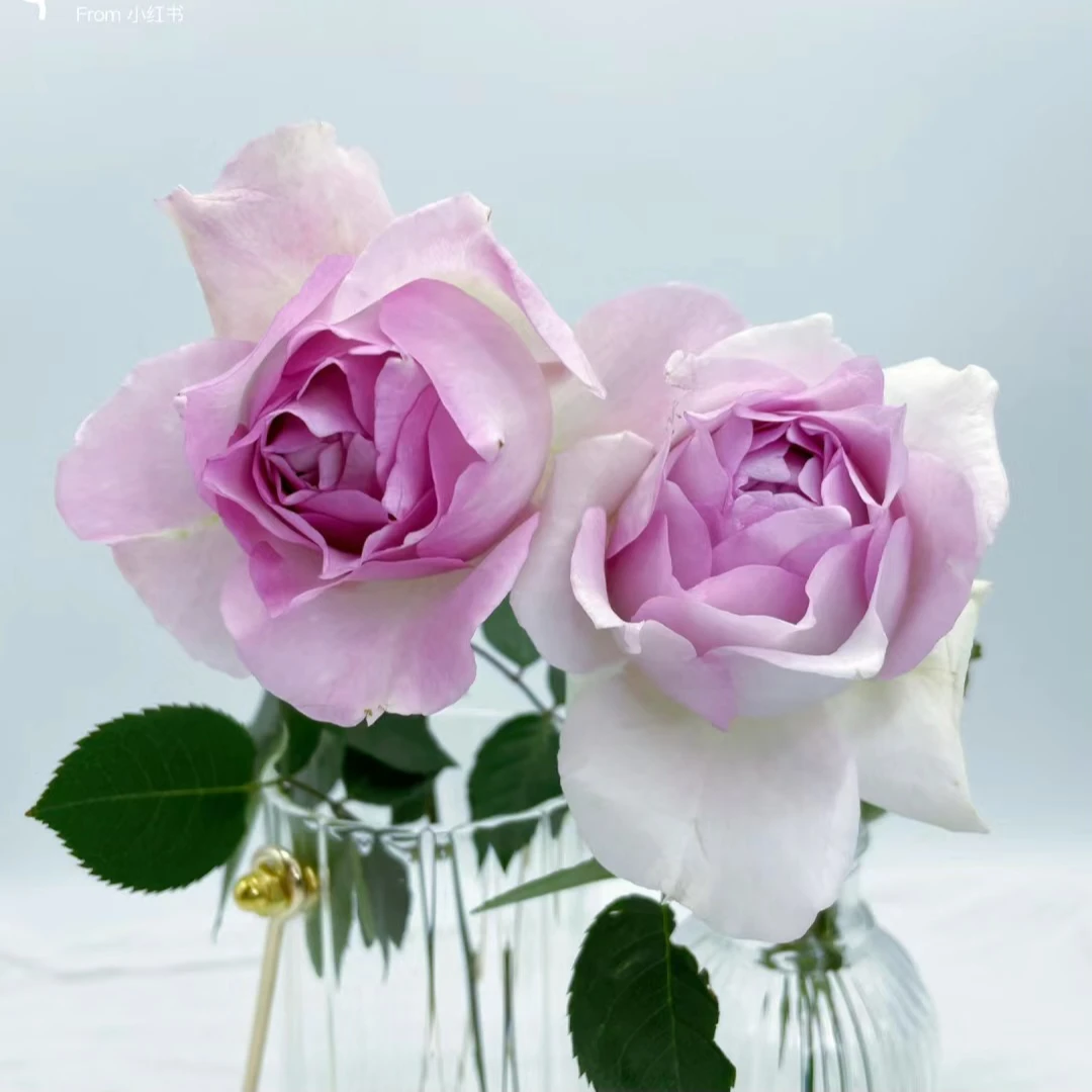 【露凝香】新品月季苗灌木大花浓香阳台盆栽花卉四季开花扦插苗