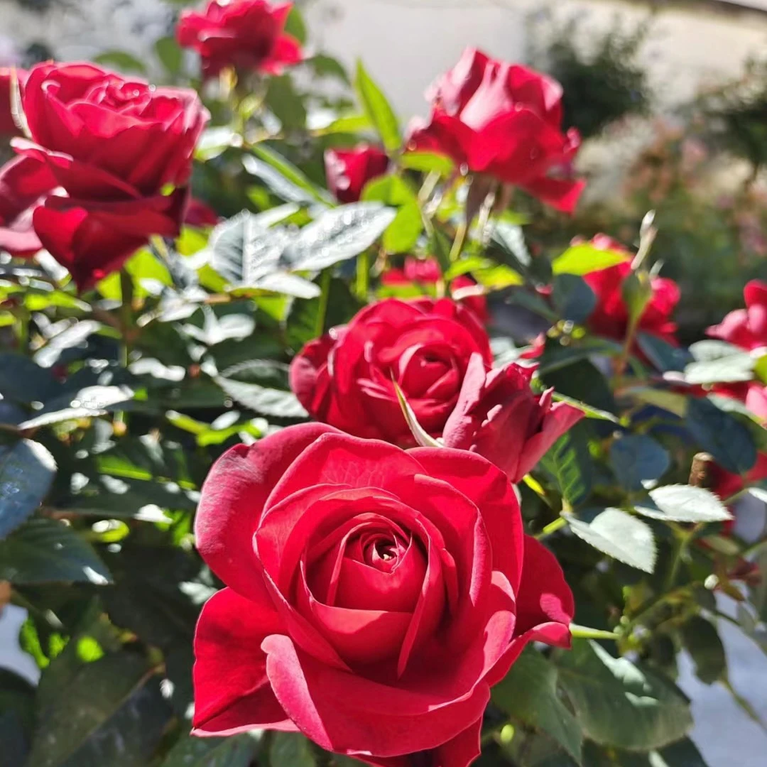 【中国红】灌木月季 红色多头四季开花