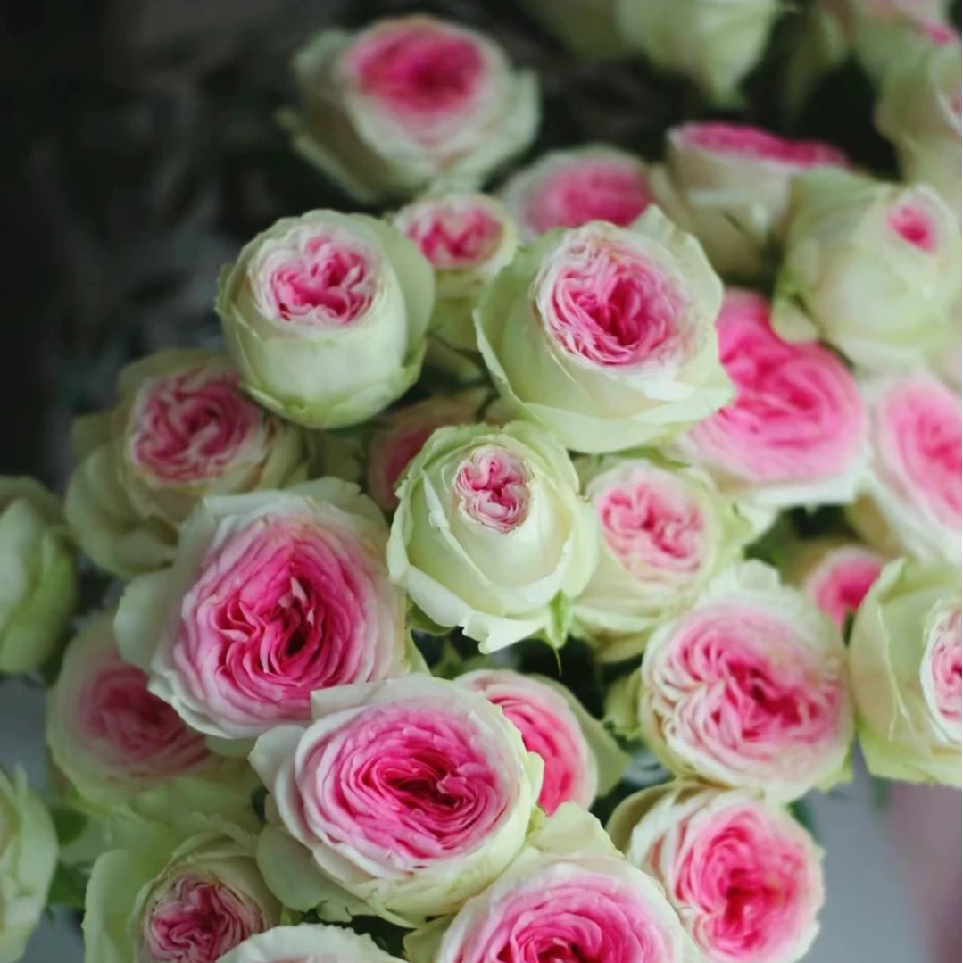 【冰欺凌阳台】灌木月季 多头丰花勤花四季开花阳台庭院种植