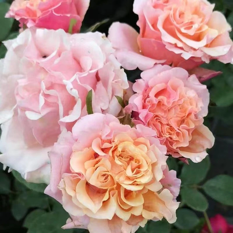 【福克斯】灌木月季新品切花玫瑰花苗庭院阳台盆栽地栽花卉四季开