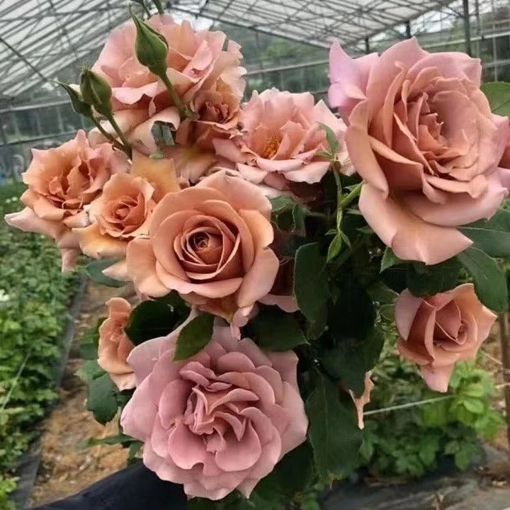 【可可洛可】灌木月季大花复古色浓香型多季开花庭院阳台勤花花卉