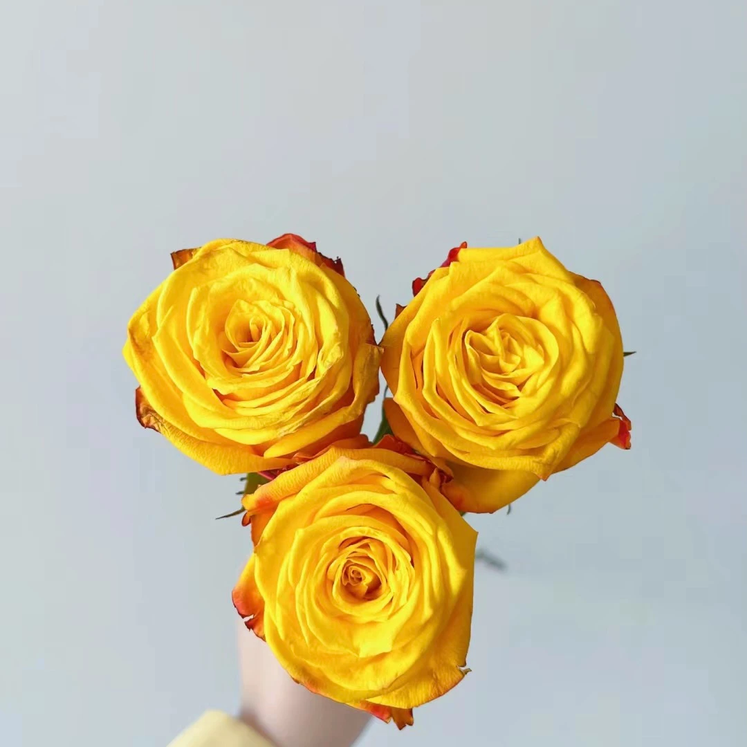 【黄烛光】灌木月季 黄色大花浓香花期长四季开花