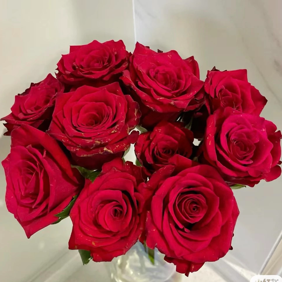 【红新娘】新品无刺红玫瑰玫瑰 切花月季 大花多头抗病耐开耐晒盆栽