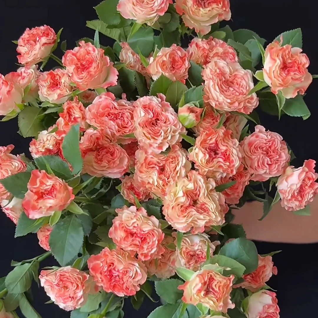 【小仙女】灌木月季  粉橙色多头波浪花边四季开花阳台庭院种植