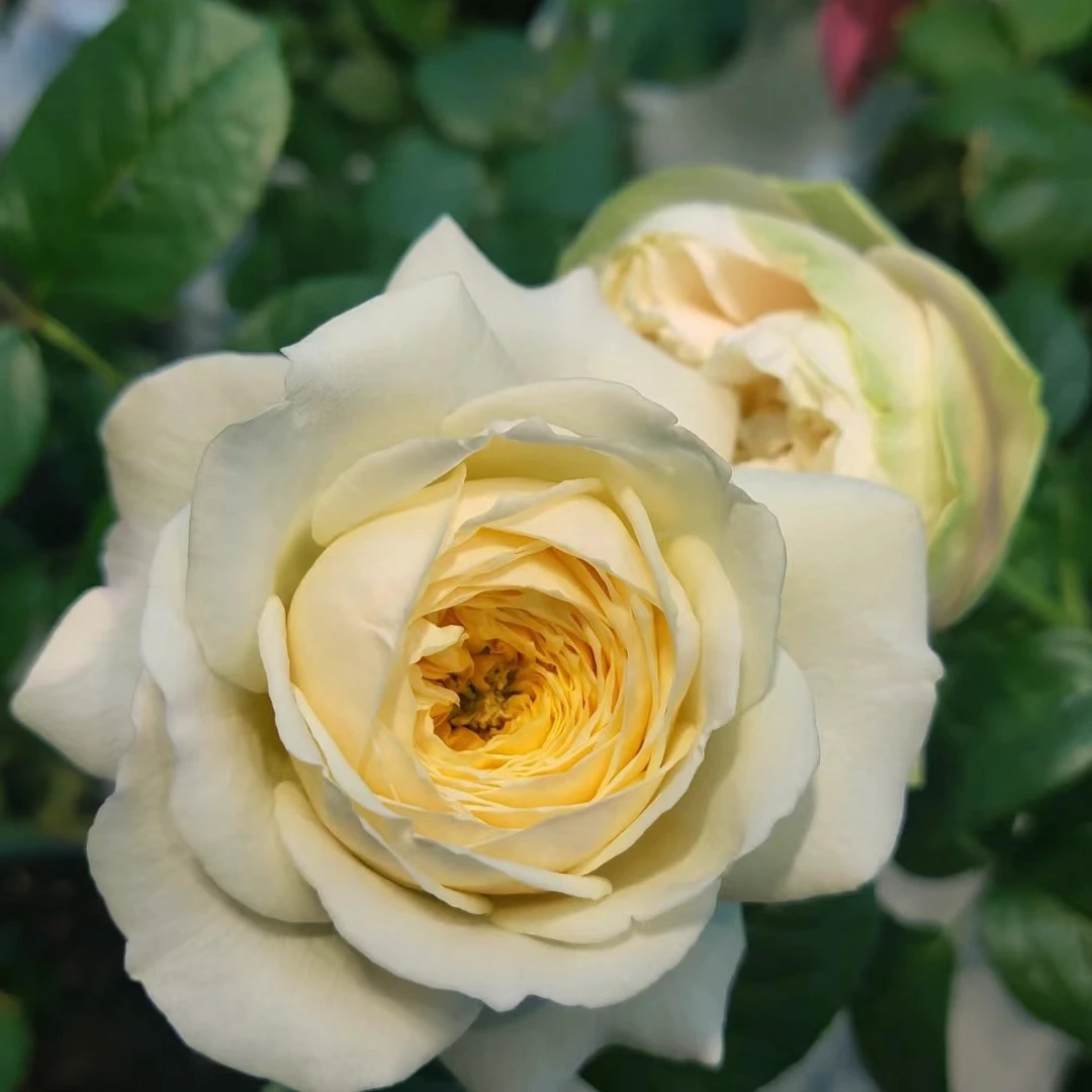 【皇家园林】灌木月季 又名皇家花园奶黄色小包子大花淡香四季开花