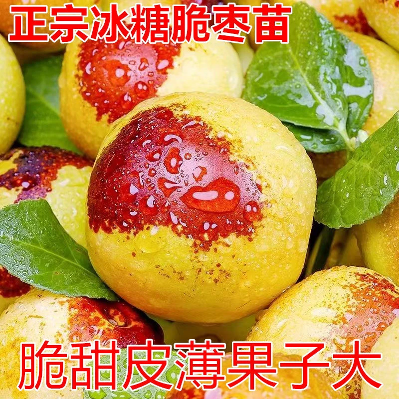 嫁接果树苗南北方种植