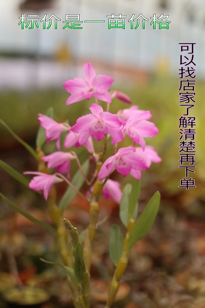 樱石斛【情人的面纱】个体 网纹同色花 雾状眼，大花 花期长，