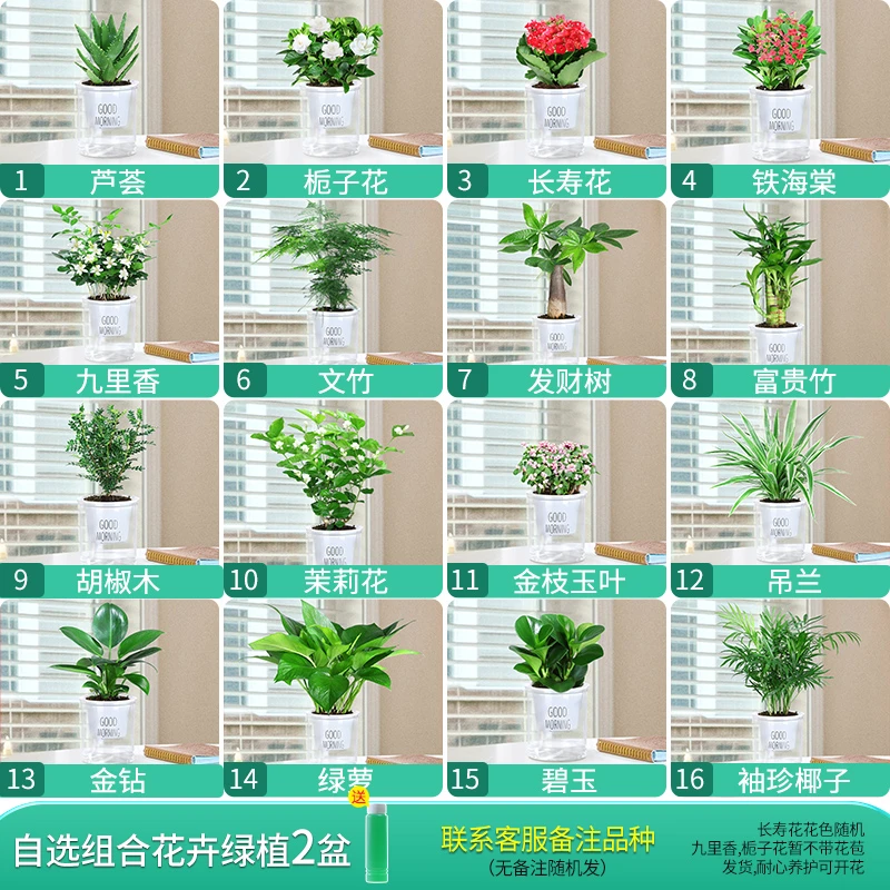 自选家庭盆栽办公室内桌面小绿植家用水培花卉好养植物