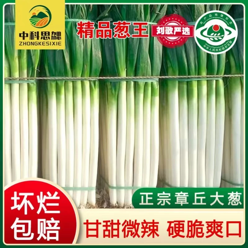 【刘歌严选】正宗原产地直供章丘大葱山东特产新鲜5斤礼盒装水果葱