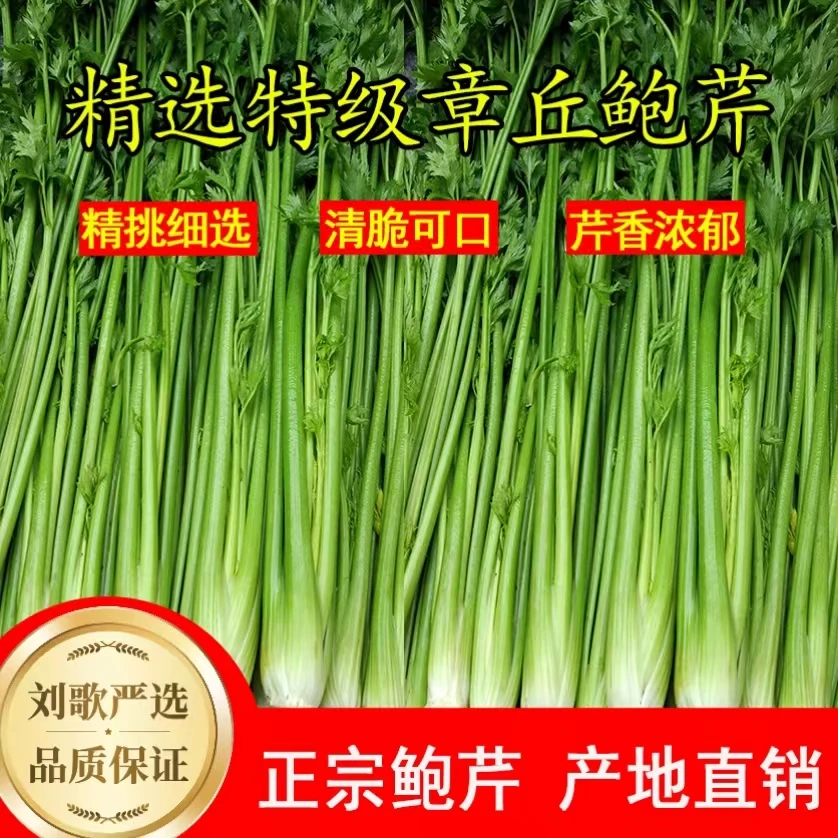 章丘鲍芹3斤装新鲜芹菜芽芯食用产地直销现摘脆嫩酥脆