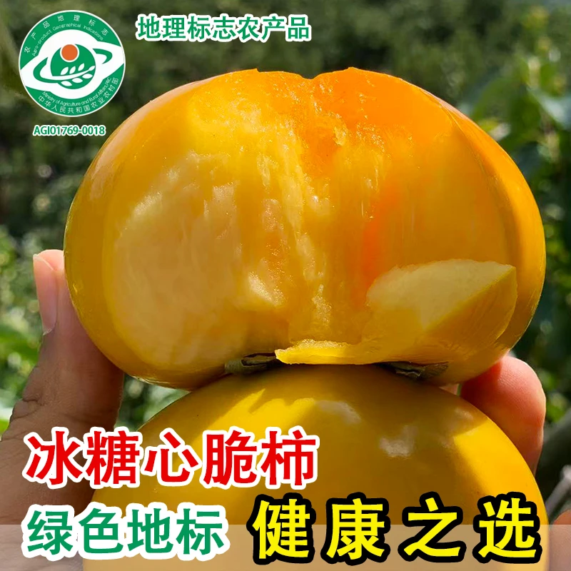 【9.9五斤】.广西恭城柿子冰糖心脆柿子甜脆柿硬柿子新鲜采摘网袋