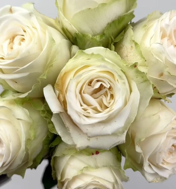 新品/次新/经典/普通   根接月季  接好就发   （不包活）合集四