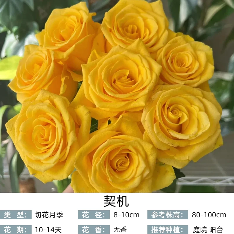 9.9根接扦插中小苗合集 单棵包邮 品种不同 苗情不同