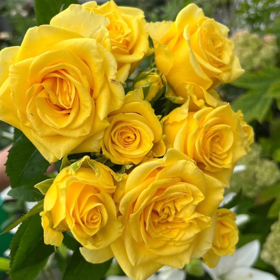 新品/次新/经典/普通   根接月季  接好就发   （不包活）合集二