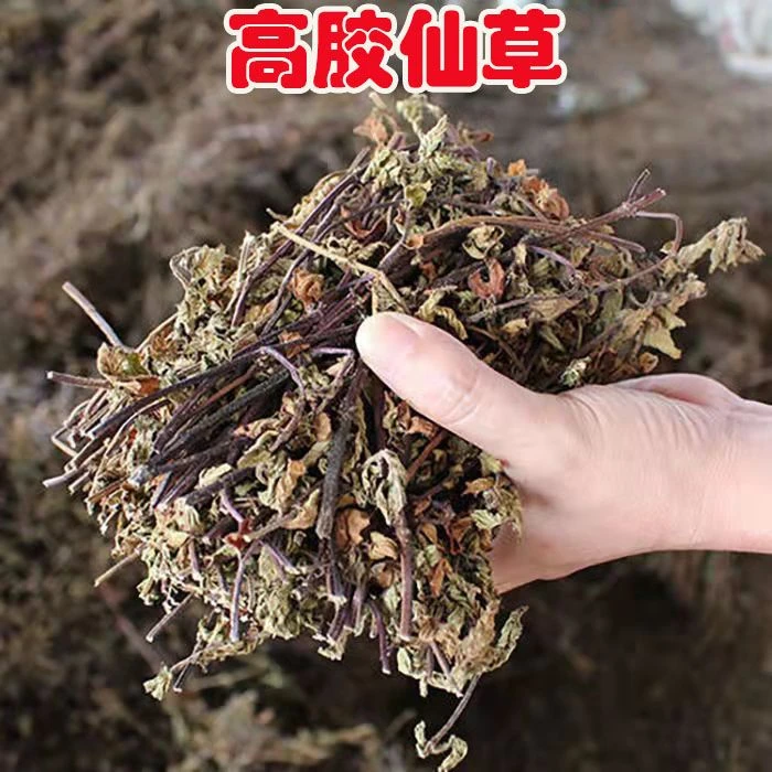 高胶仙草干250克正宗凉粉草食用龟苓膏烧仙草新鲜干净切段叶菜