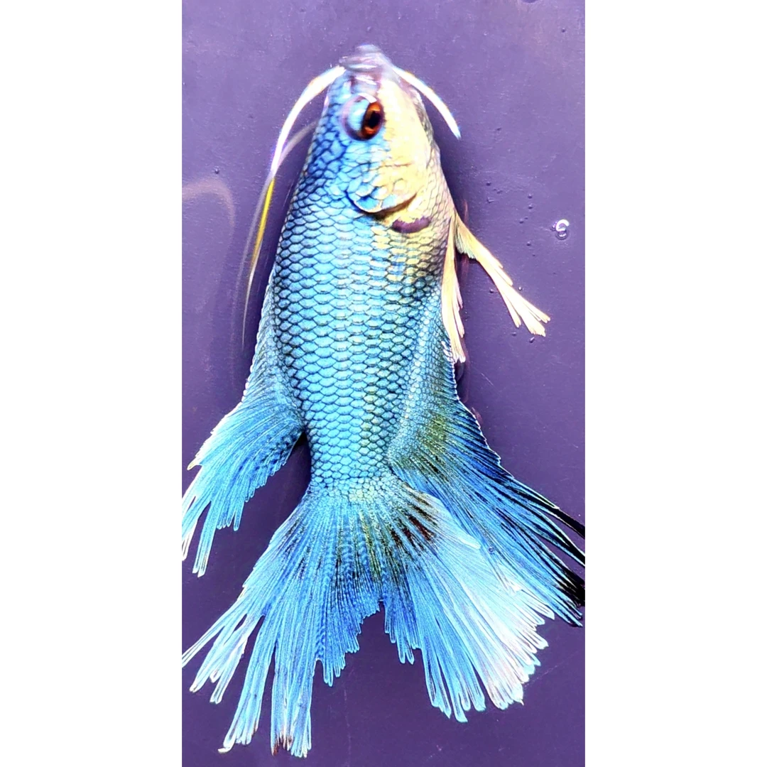 无纹蓝爆针叉尾中国斗鱼淡冷水免打氧小型耐养菩萨鱼饲料